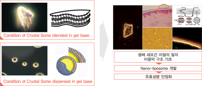 2. Liquid Lamella crystal 적용한 Nano Liposome화